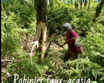 image  🌱Robinier vs Hache 🪓 