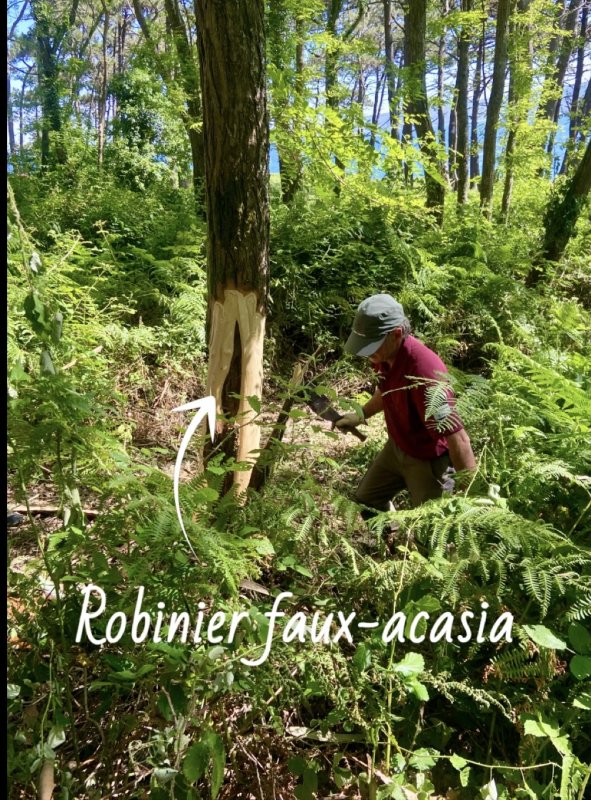  🌱Robinier vs Hache 🪓 