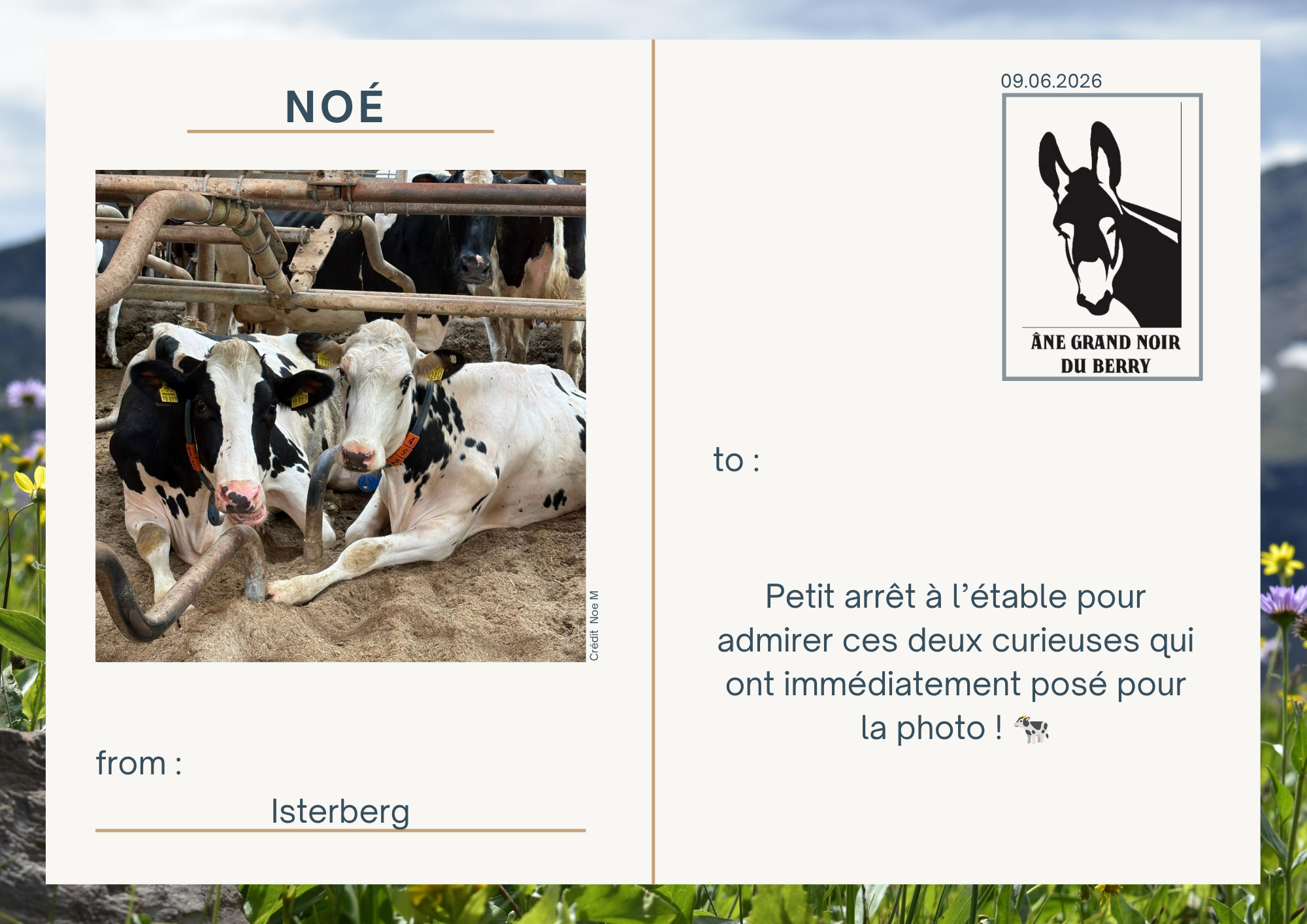 Petit arr&ecirc;t &agrave; l&rsquo;&eacute;table pour admirer ces deux curieuses qui ont imm&eacute;diatement pos&eacute; pour la photo ! 🐄