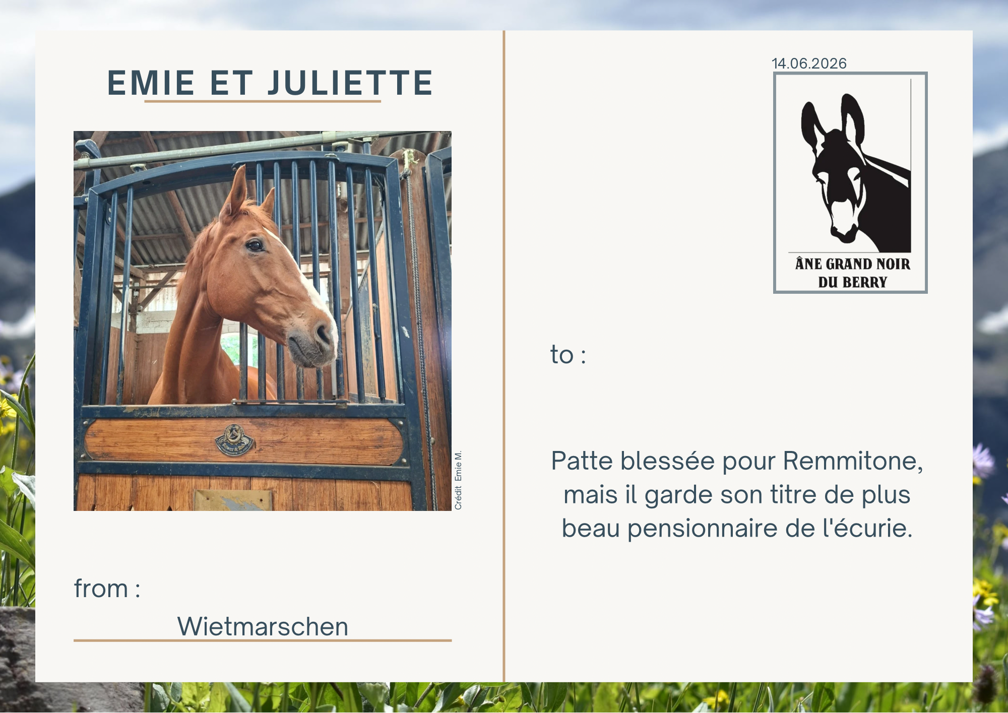 Patte bless&eacute;e pour Remmitone, mais il garde son titre de plus beau pensionnaire de l'&eacute;curie.