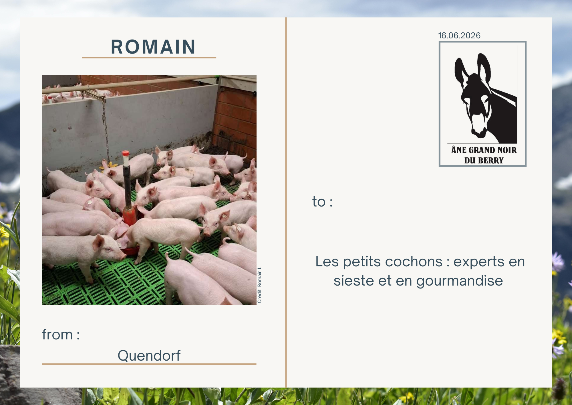  Les petits cochons : experts en sieste et en gourmandise