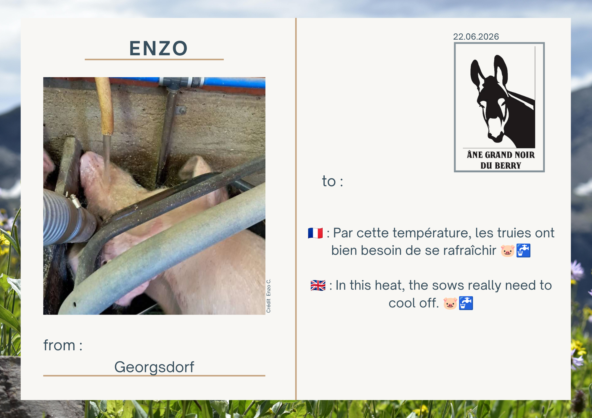 🇫🇷 : Par cette temp&eacute;rature, les truies ont bien besoin de se rafra&icirc;chir 🐷🚰  🇬🇧 : In this heat, the sows really need to cool off. 🐷🚰