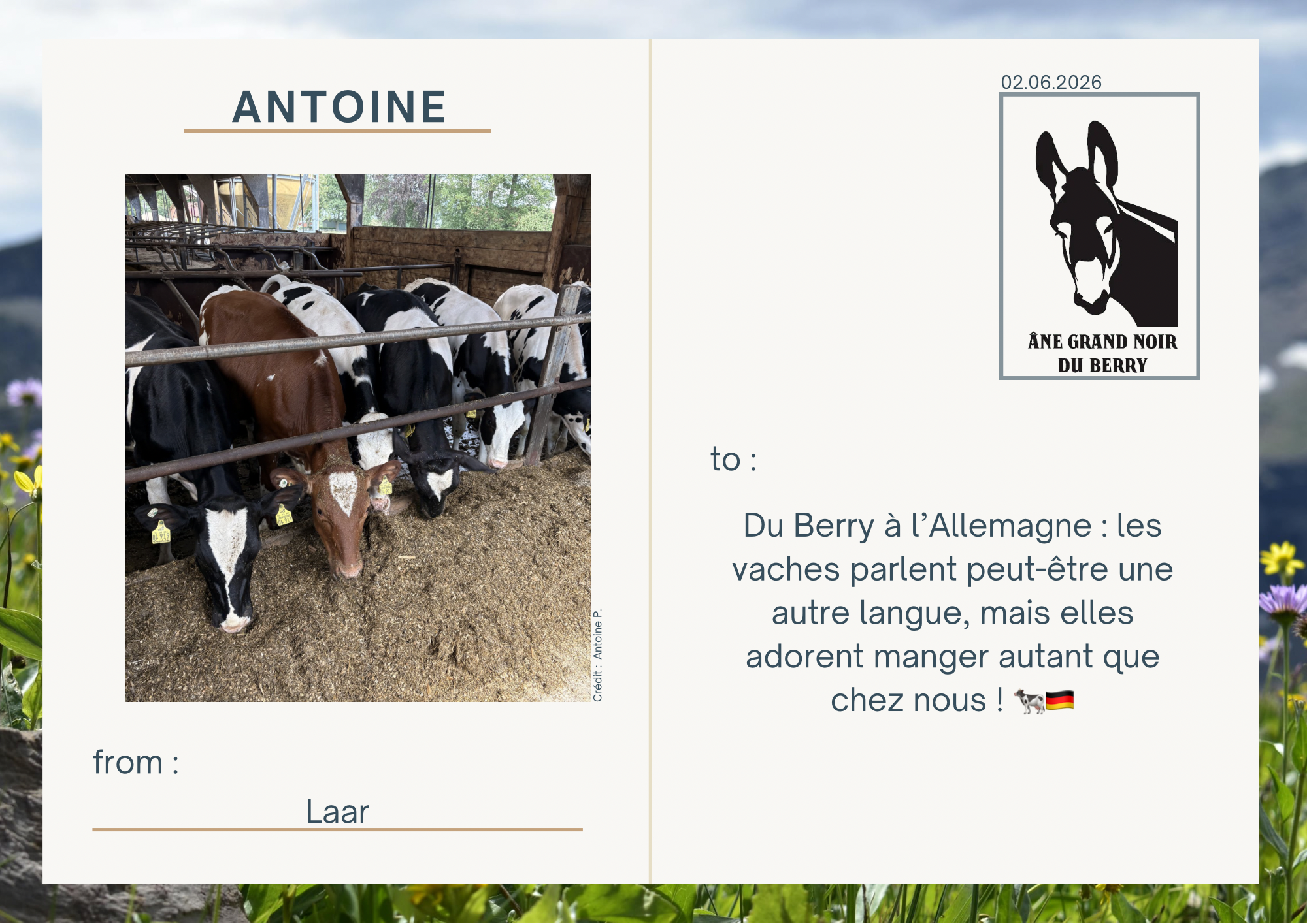 Du Berry &agrave; l&rsquo;Allemagne : les vaches parlent peut-&ecirc;tre une autre langue, mais elles adorent manger autant que chez nous ! 🐄🇩🇪