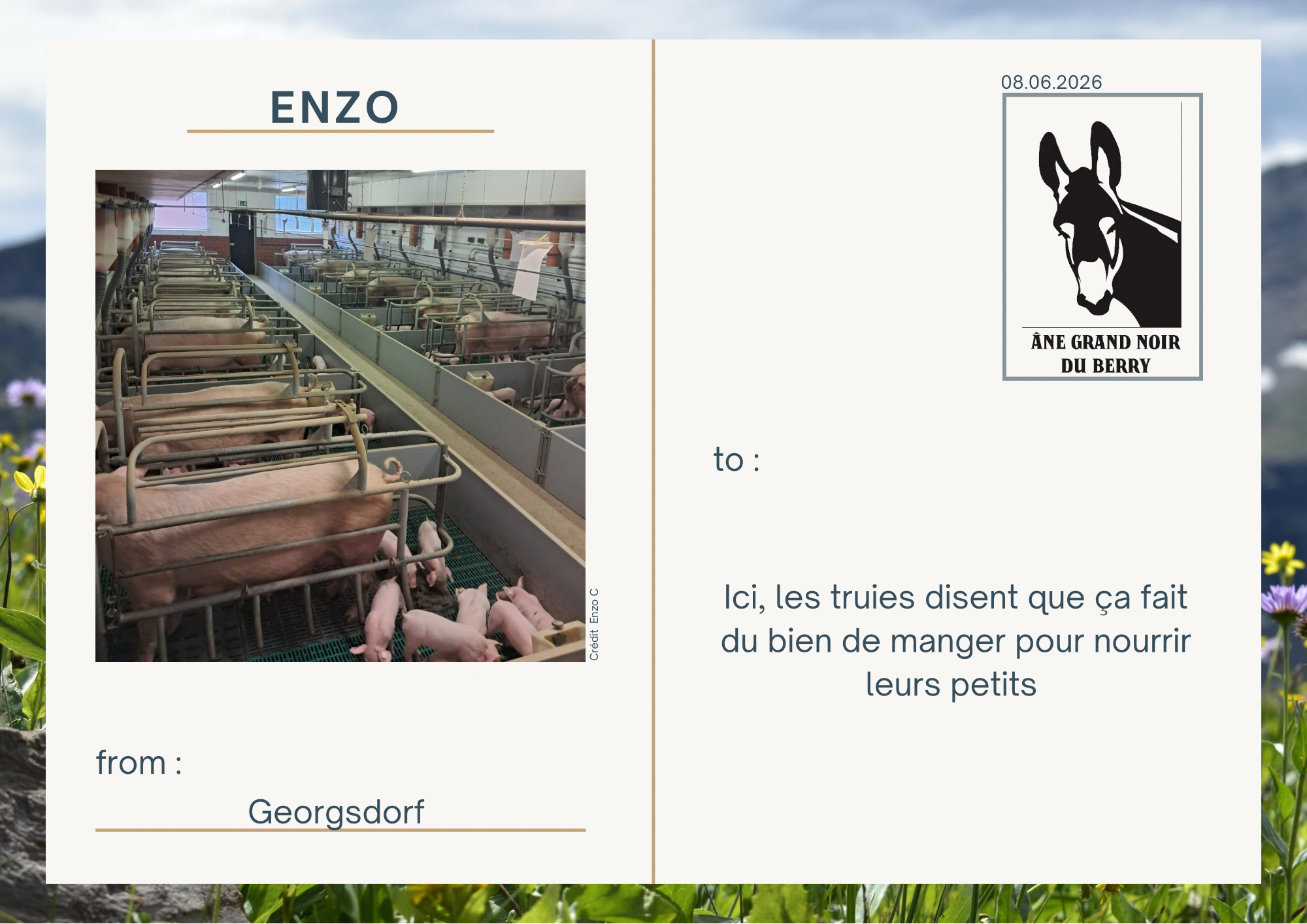 Ici, les truies disent que &ccedil;a fait du bien de manger pour nourrir leurs petits 
