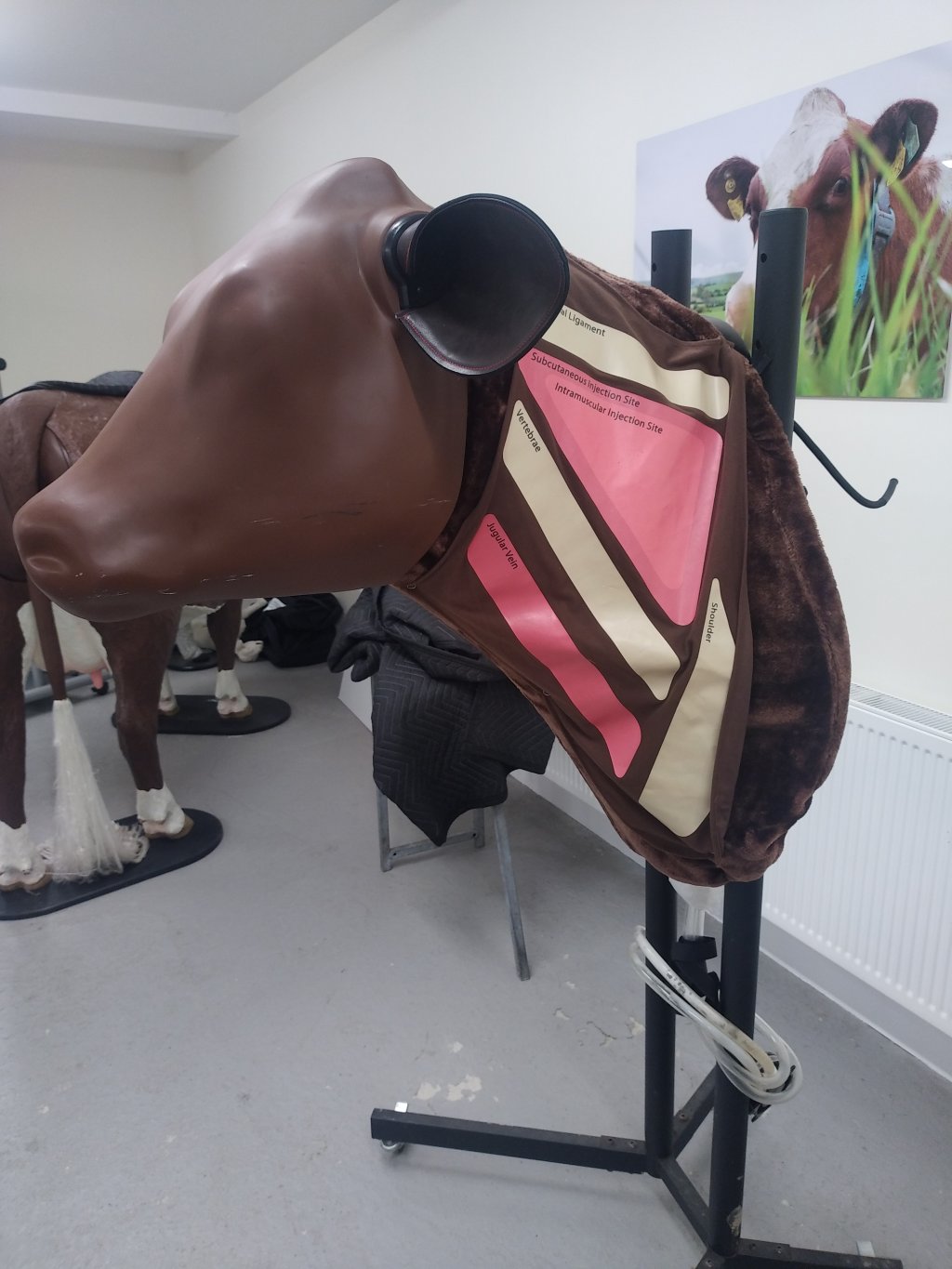 mannequin entrainement injections sur un bovin