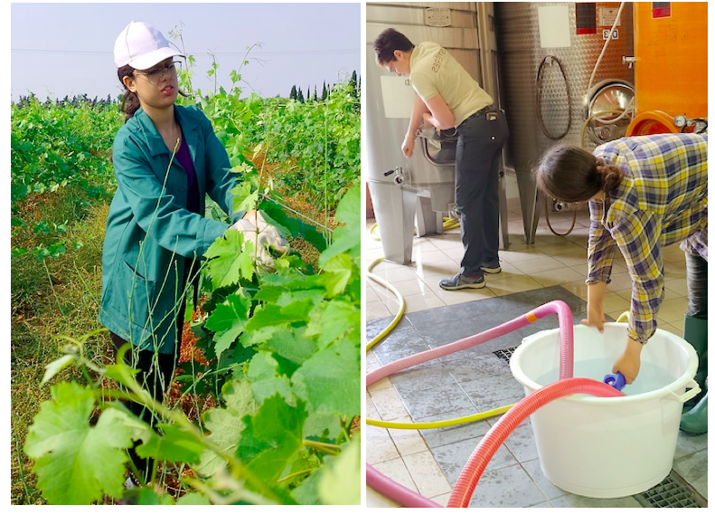 FATIMA EZ-ZAHRA ET BOUCHRA EN ACTIVITE DANS LA VIGNE ET A LA CAVE